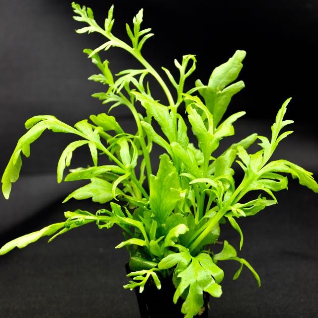 Ceratopteris cornuta (grof) pot @